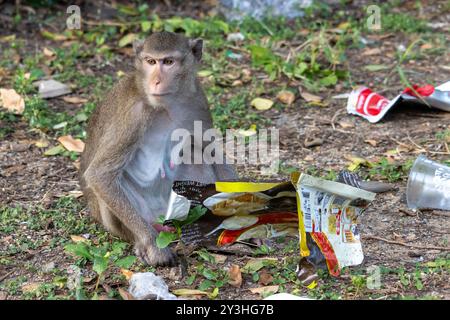 Un macaque recherche des aliments à partir des ordures déversées dans le conteneur à déchets Banque D'Images