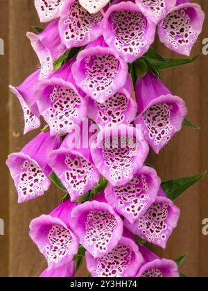 Gros plan de fleurs violettes de Foxglove de Digitalis purpurea avec clôture brune derrière, mai, Leicestershire, Angleterre, Royaume-Uni Banque D'Images