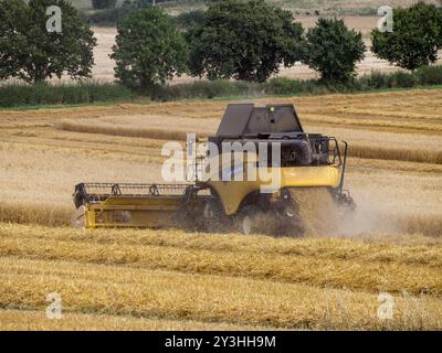 Moissonneuse-batteuse jaune New Holland série CR récoltant des céréales en été, Leicestershire, Angleterre Banque D'Images