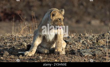 Petit lion mignon profitant du bain de soleil. Le parc national de GIR dans le Gujarat, en Inde, abrite les derniers lions asiatiques du monde. Banque D'Images