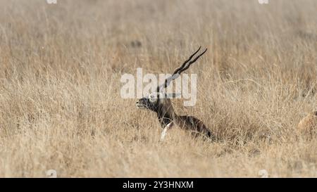 beau blackbuck reposant dans les prairies. Les BlackBucks sont des antilopes originaires d'Inde. Ils sont connus pour leur manteau noir et blanc distinctif Banque D'Images