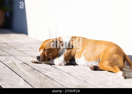 À l'extérieur, chien dormant paisiblement sur une terrasse en bois à la lumière du soleil, profitant de la sieste Banque D'Images