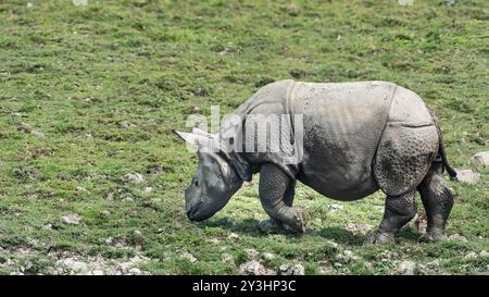 Un petit rhinocéros mignon pâturant, prenant le petit déjeuner. Les rhinocéros à corne unique sont de grands mammifères originaires d'Asie. Ils sont herbivores et vivent dans les prairies. Banque D'Images