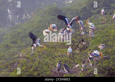 Couveuse de cigogne peinte (Mycteria leucocephala), avec adultes et juvéniles perchés dans un arbre, parc national de Sultanpur, Dehli, nord de l'Inde. Banque D'Images