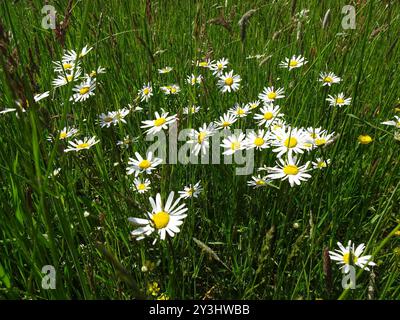 Marguerite Oxeye (Leucanthemum ircutianum) Plantae Banque D'Images