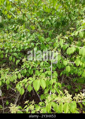 Boule de neige japonaise (Viburnum plicatum) Plantae Banque D'Images