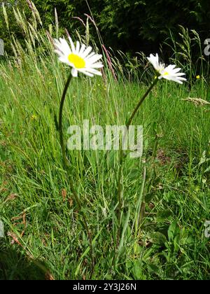 Marguerite Oxeye (Leucanthemum ircutianum) Plantae Banque D'Images