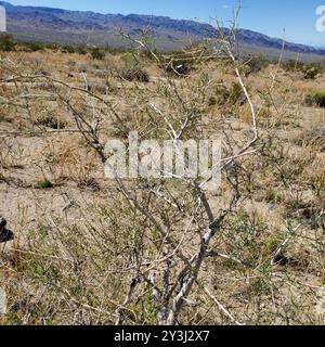 Indigobush (Psorothamnus schottii) Plantae de Schott Banque D'Images