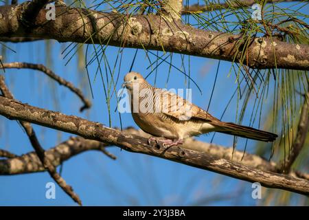 Zebra Dove - Geopelia striata, belle petite colombe des forêts et des bois d'Asie du Sud-est, île Maurice. Banque D'Images