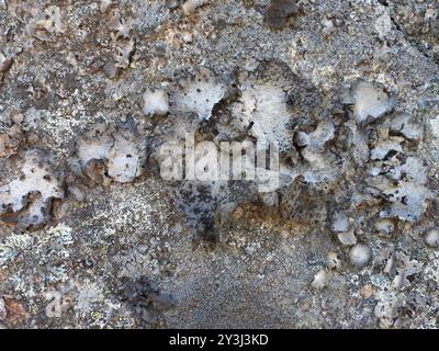 Champignons (Lasallia pustulata) Banque D'Images