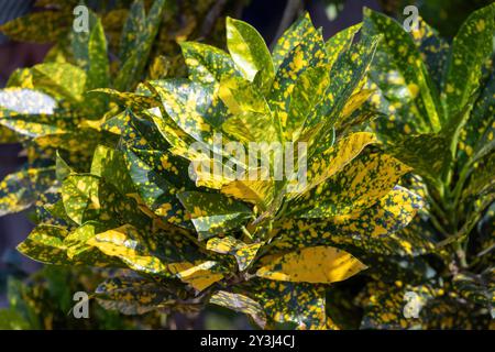 Feuilles de croton de jardin dans le jardin comme arrière-plan. Son nom scientifique est Codiaeum variegatum. Au Bangladesh, il est appelé Patabahar. Gros plan du feuillage Banque D'Images