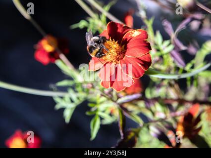 Tagetes patula avec bourdon et fleurs séchées en été - photo : Bo Arrhed Banque D'Images