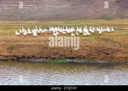 Un troupeau de canards est rassemblé sur un champ herbeux près de la rivière. Les canards se sont étendus à travers le champ, certains plus près de l'eau Banque D'Images