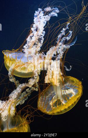 Ortie du Pacifique, ortie de la côte ouest (Chrysaora fuscescens) dans son habitat naturel Banque D'Images