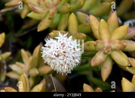 Starry White flower-head of Sedum album (pierre blanche). Plante non indigène de couverture du sol dans le jardin australien, Queensland. Banque D'Images