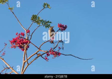 Méliphaga lewinii, méliphaga lewinii, se nourrissant de nectar, dans Drunken Parrot Tree (S African), schotia brachypetala. Jardin Queensland. Banque D'Images