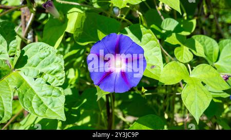 Ipomoea Indica, Convolvulaceae, Koali Awa, Blue Morning Glory, Oceanblue Morning Glory, Blue Dawn Flower Banque D'Images