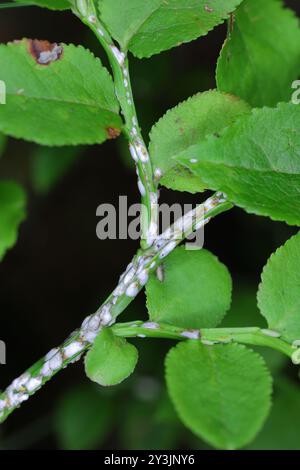 Pou d'écorce de saule noir ou écailles de cotonnier, Chionaspis salicis, sur baies Vaccinium. Écailles molles, écailles de cire ou écailles de tortue, COccident. Banque D'Images