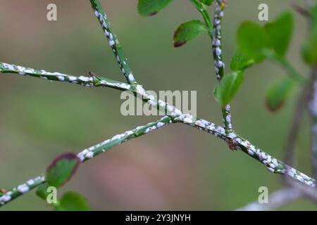Pou d'écorce de saule noir ou écailles de cotonnier, Chionaspis salicis, sur baies Vaccinium. Écailles molles, écailles de cire ou écailles de tortue, COccident. Banque D'Images