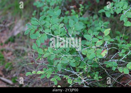 Pou d'écorce de saule noir ou écailles de cotonnier, Chionaspis salicis, sur baies Vaccinium. Écailles molles, écailles de cire ou écailles de tortue, COccident. Banque D'Images