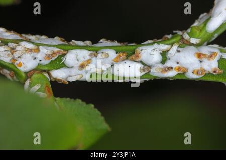 Pou d'écorce de saule noir ou écailles de cotonnier, Chionaspis salicis, sur baies Vaccinium. Écailles molles, écailles de cire ou écailles de tortue, COccident. Banque D'Images