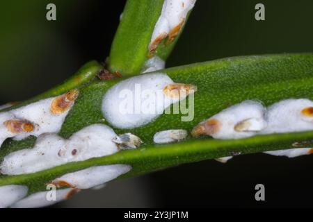 Pou d'écorce de saule noir ou écailles de cotonnier, Chionaspis salicis, sur baies Vaccinium. Écailles molles, écailles de cire ou écailles de tortue, COccident. Banque D'Images
