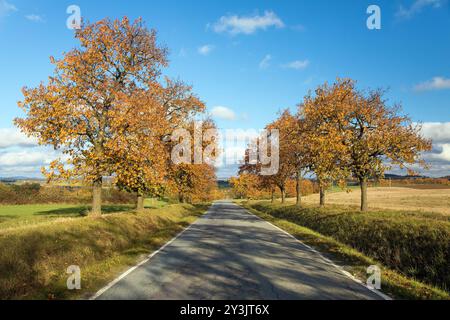 Allée des cerisiers, vue automnale colorée de la route et de l'allée des cerisiers, en latin Prunus avium Banque D'Images