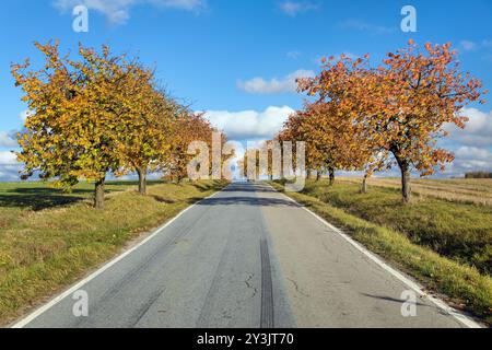 Allée des cerisiers, vue automnale colorée de la route et de l'allée des cerisiers, en latin Prunus avium Banque D'Images