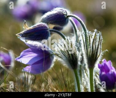 Pasqueflower.Belle fleur bleue de la plus grande fleur de pasque ou de la plus grande fleur de pasqueflower sur la prairie, en latin pulsatilla grandis Banque D'Images