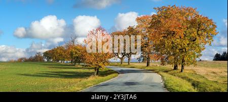 Allée des cerisiers, vue automnale colorée de la route et de l'allée des cerisiers, en latin Prunus avium Banque D'Images