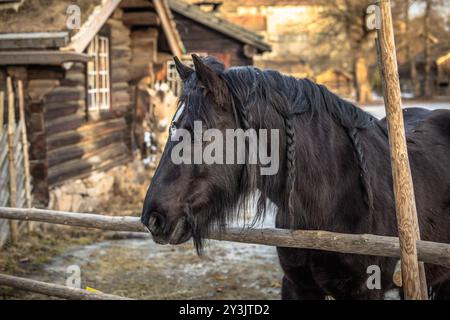 Oslo - 11 février 2023 : chevaux scandinaves au musée en plein air d'Oslo, Norvège Banque D'Images