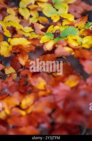 Feuilles colorées d'automne jaunes et oranges posées sur le sol. Pas de personnes, espace titre Banque D'Images