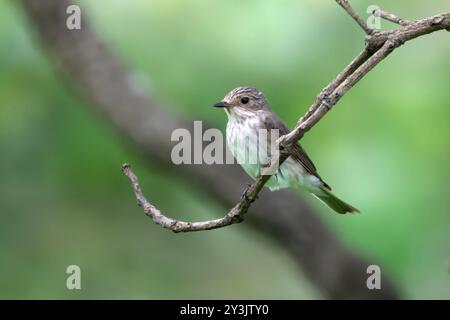 Mouche tachetée (Muscicapa striata), un migrant de passage près de Mumbai, observé à Manori dans le Maharashtra, en Inde Banque D'Images