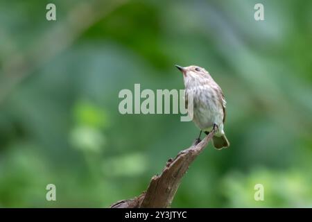 Mouche tachetée (Muscicapa striata), un migrant de passage près de Mumbai, observé à Manori dans le Maharashtra, en Inde Banque D'Images