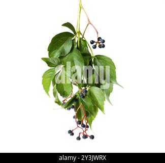 Photo hd, plante aux fruits rouges appelée virginia Creeper, Parthenocissus quinquefolia ou aussi inserts Parthenocissus, vidéo studio sur fond blanc, Banque D'Images