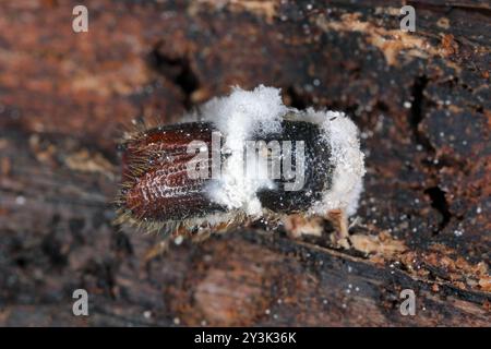 Un coléoptère de l'écorce sous l'écorce d'un épinette mort. Coléoptère tué par un champignon entomopathogène Beauveria bassiana. Banque D'Images