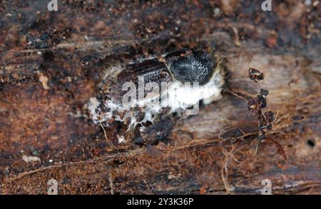 Un coléoptère de l'écorce sous l'écorce d'un épinette mort. Coléoptère tué par un champignon entomopathogène Beauveria bassiana. Banque D'Images