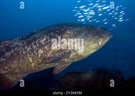 Un Taurien de Goliath de l'Atlantique (Epinephelus itajara) à Jupiter, Floride, États-Unis Banque D'Images