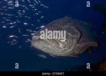 Un Taurien de Goliath de l'Atlantique (Epinephelus itajara) à Jupiter, Floride, États-Unis Banque D'Images