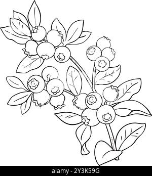 Blueberry Branch Isolated Outline illustration. Illustration de Vecteur