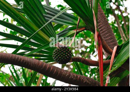 Une vue rapprochée d'un arbre tropical avec de larges feuilles vertes et un fruit rond et épi suspendu à ses branches. L'arrière-plan est rempli de Lush Banque D'Images