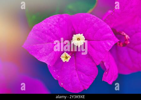 Gros plan de fleurs de bougainvilliers magenta vibrantes avec de petites fleurs blanches au centre, sur un fond coloré flou. Banque D'Images