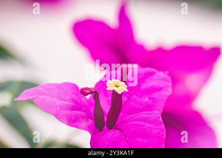 Gros plan de fleurs de bougainvilliers roses éclatantes avec un fond flou. Les pétales sont lumineux et colorés, mettant en valeur leur forme et tex uniques Banque D'Images