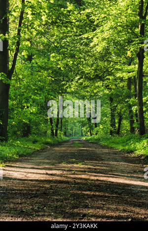 Un sentier forestier serein qui est entouré par la belle et luxuriante végétation à proximité Banque D'Images
