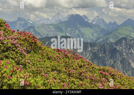 Fleur de rose alpine, panorama de Fellhorn à Hoefats, 2259m, Alpes Allgaeu, Allgaeu, Bavière, Allemagne, Europe Banque D'Images