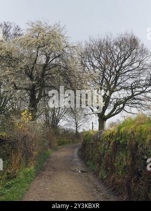 Ruelle de campagne étroite au début du printemps avec pommier en fleurs et fleurs de haies Banque D'Images