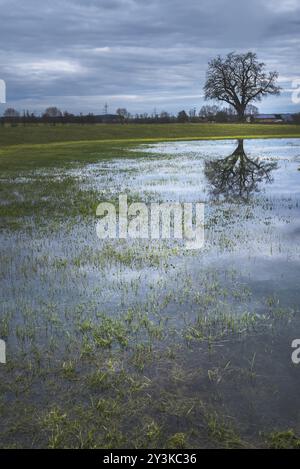 Paysage printanier Moody avec un seul grand arbre, sur le rivage d'un petit étang, reflété dans l'eau, un jour nuageux, dans Schwabisch Hall, Allemagne, EUR Banque D'Images