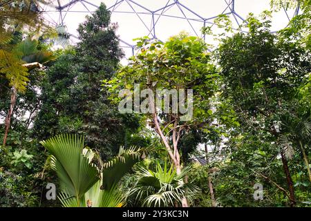 Un jardin intérieur luxuriant avec de grands arbres et une variété de plantes tropicales sous un dôme de verre géométrique. La scène est vibrante avec de la verdure et natura Banque D'Images