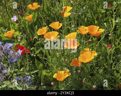 Un gros plan de coquelicots de californie jaune vif entourés d'autres fleurs sauvages dans une prairie en plein soleil d'été Banque D'Images