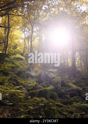 Bois d'automne soleil si golden forest arbres avec des reflets et de la lumière se reflétant sur les rochers couverts de mousse Banque D'Images